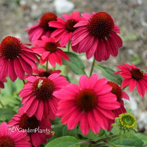 Picture of Echinacea Sombrero Baja Burgundy
