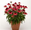 Picture of Echinacea Sombrero Baja Burgundy