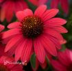 Picture of Echinacea Sombrero Baja Burgundy