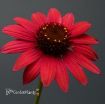 Picture of Echinacea Sombrero Baja Burgundy