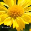 Picture of Gaillardia 'Mesa Yellow' Blanket Flower