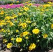 Picture of Gaillardia 'Mesa Yellow' Blanket Flower