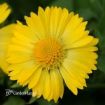 Picture of Gaillardia 'Mesa Yellow' Blanket Flower