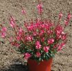 Picture of Gaura 'Belleza Dark Pink'