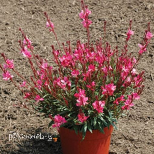 Picture of Gaura 'Belleza Dark Pink'