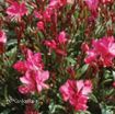 Picture of Gaura 'Belleza Dark Pink'