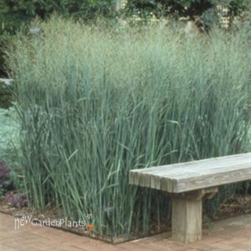 Picture of Panicum 'Heavy Metal'  Blue Switch Grass