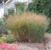 Picture of Panicum 'Heavy Metal'  Blue Switch Grass