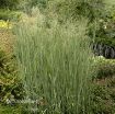 Picture of Panicum 'Heavy Metal'  Blue Switch Grass