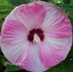 Picture of Hibiscus Luna 'Pink Swirl'