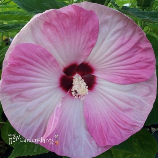 Picture of Hibiscus Luna 'Pink Swirl'