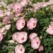 Picture of Hibiscus Luna 'Pink Swirl'