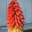 Picture of Kniphofia Flamenco Hot Poker Plant