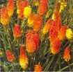 Picture of Kniphofia Flamenco Hot Poker Plant