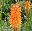Picture of Kniphofia Flamenco Hot Poker Plant