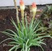 Picture of Kniphofia Flamenco Hot Poker Plant