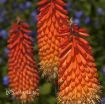 Picture of Kniphofia Flamenco Hot Poker Plant
