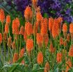 Picture of Kniphofia Alcazar Red Hot Poker