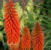 Picture of Kniphofia Alcazar Red Hot Poker
