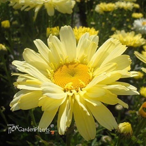 Picture of Leucanthemum 'Real Dream' Shasta daisy