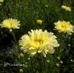 Picture of Leucanthemum 'Real Dream' Shasta daisy