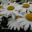 Picture of Leucanthemum 'Snowcap' Shasta Daisy's