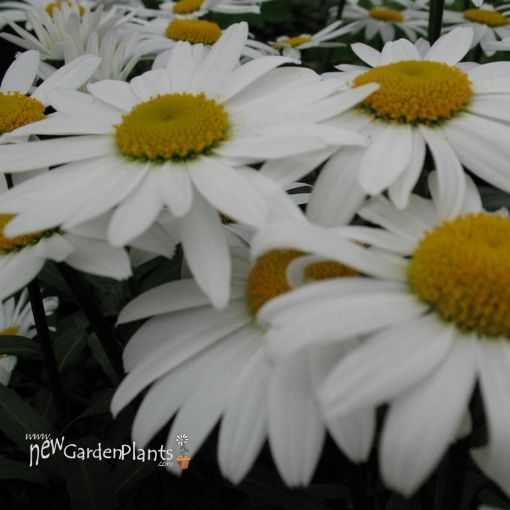 Picture of Leucanthemum 'Snowcap' Shasta Daisy's