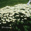Picture of Leucanthemum 'Snowcap' Shasta Daisy's