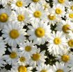 Picture of Leucanthemum 'Snowcap' Shasta Daisy's