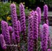 Picture of Liatris 'Kobold' Gayfeather