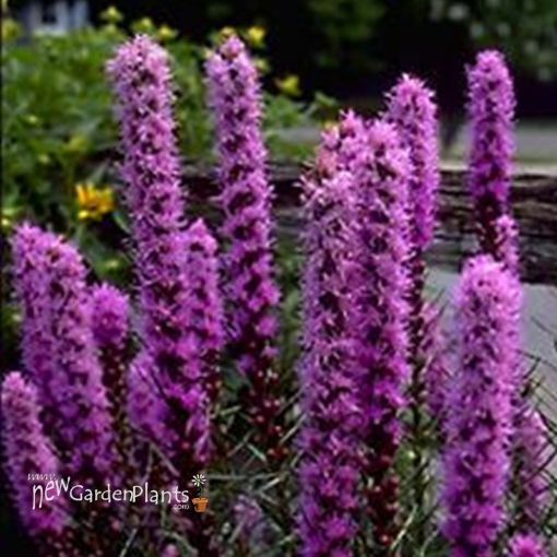 Picture of Liatris 'Kobold' Gayfeather