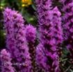 Picture of Liatris 'Kobold' Gayfeather