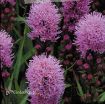 Picture of Liatris 'Kobold' Gayfeather