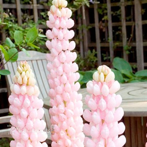 Picture of Lupine 'Blossom' ppaf