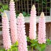 Picture of Lupine 'Blossom' ppaf