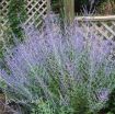 Picture of Perovskia Russian Sage Altriplicifolia