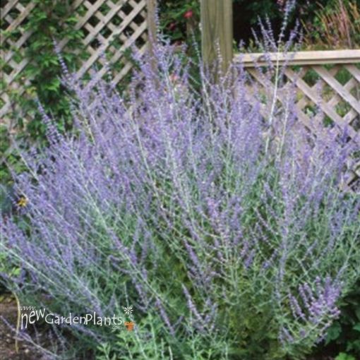 Picture of Perovskia Russian Sage Altriplicifolia