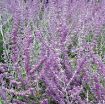 Picture of Perovskia Russian Sage Altriplicifolia