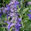 Picture of Perovskia Russian Sage Altriplicifolia