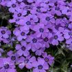 Picture of Phlox 'Eye Shadow'