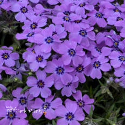 Picture of Phlox 'Eye Shadow'