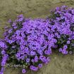 Picture of Phlox 'Eye Shadow'