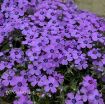 Picture of Phlox 'Eye Shadow'