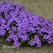 Picture of Phlox 'Eye Shadow'