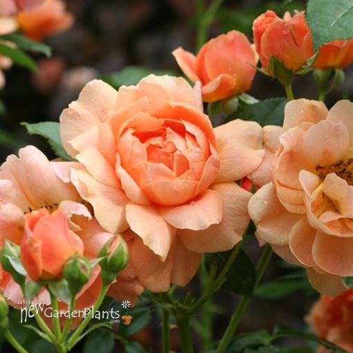 Picture of Rose At Last® Rose Rosa x