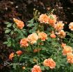 Picture of Rose At Last® Rose Rosa x
