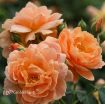 Picture of Rose At Last® Rose Rosa x