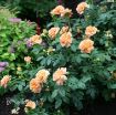 Picture of Rose At Last® Rose Rosa x