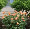 Picture of Rose At Last® Rose Rosa x