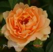 Picture of Rose At Last® Rose Rosa x